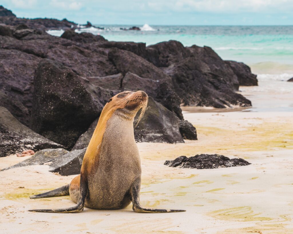 seal on beach in Galapagos Islands
