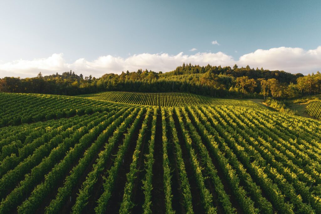 Agriculture field 