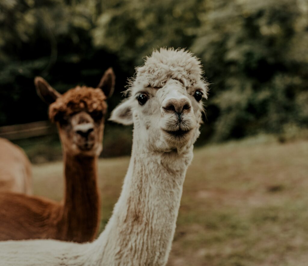 Llamas