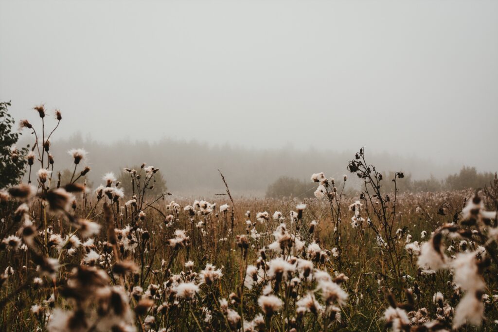 Cotton plants 