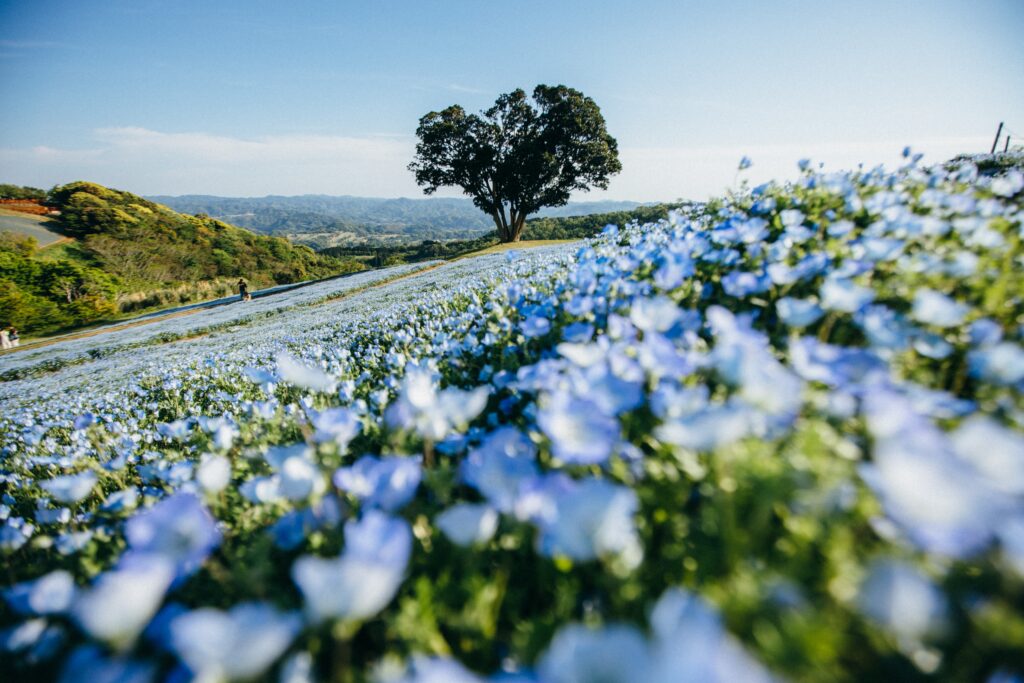 Flax plants