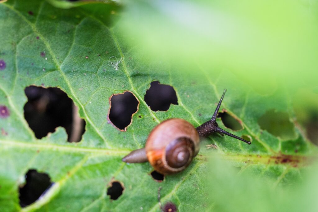 sustainable garden pest management