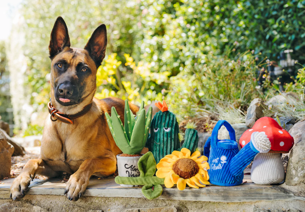 Why You Should Choose Eco-Friendly Dog Toys – Vet Organics