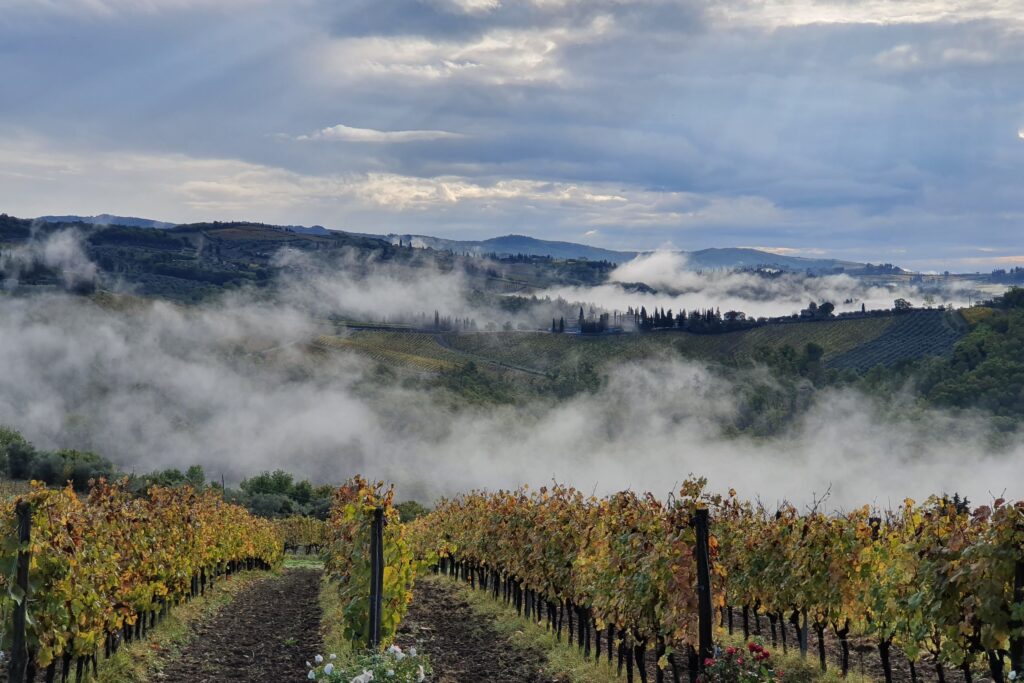 alcohol industry vineyard with mist