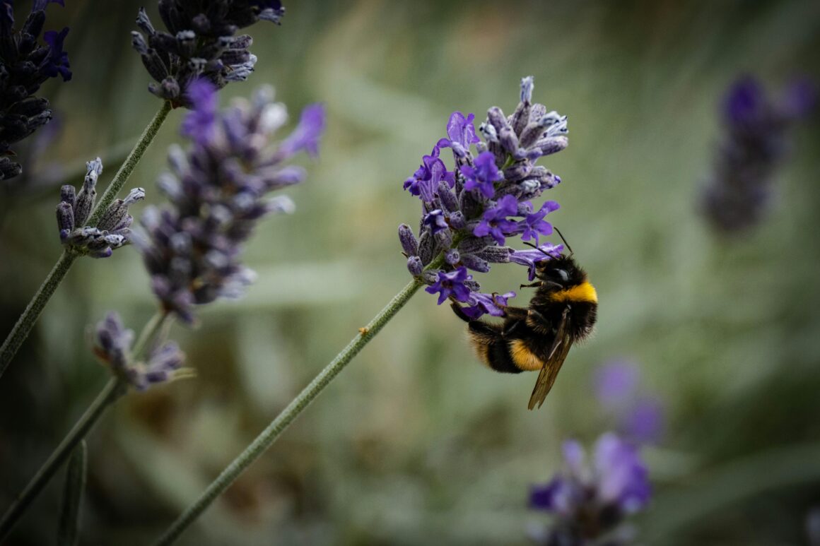 How Important Are Pollinators, Really? - Sustayn